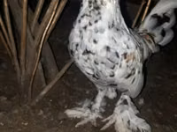 Bantam giapponese — foto 1