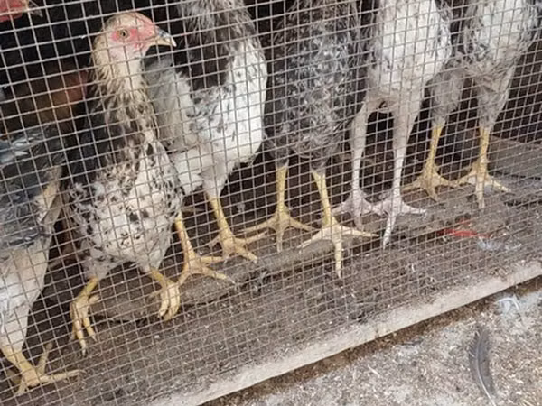 Chickens — Azerbejdżan