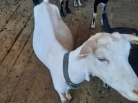 Буз, Saanen goat — акс 1