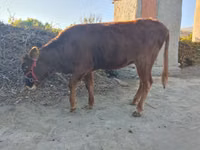 Cattle (batch, sex not specified), Cattle — photo 2