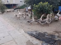 Geese — zdjęcie 1