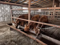 Cow, Cattle — photo 1