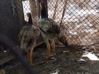 Chickens — photo 3