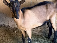 Billy Goat, Alpine goat — photo 1