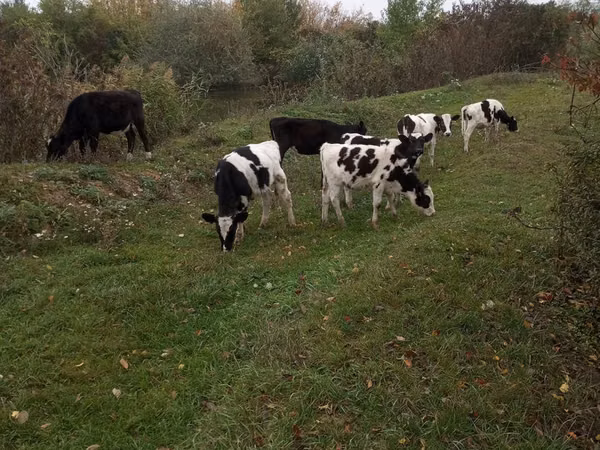Bull, Russian Black pied cattle