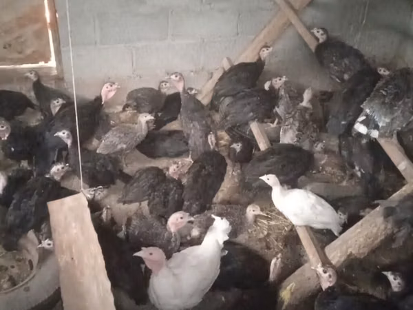 Turkeys — 吉尔吉斯斯坦