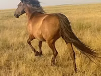 Kuda betina, Horses — foto 2