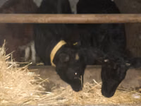 Vache, Russian Black pied cattle — photo 6