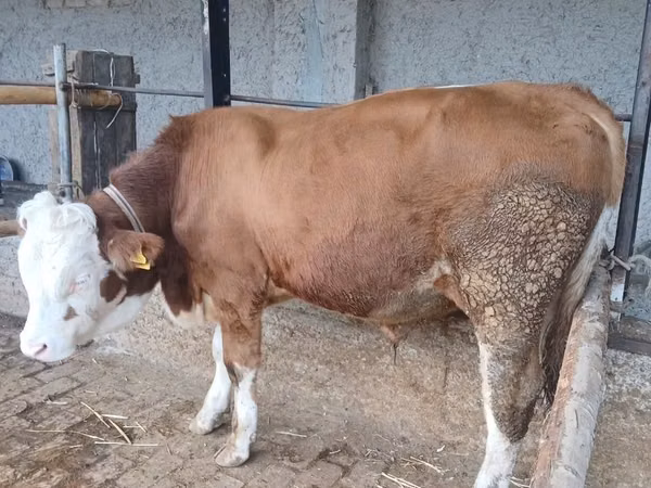 सांड, Simmental cattle — उज़्बेकिस्तान