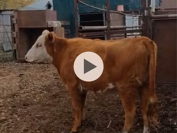 Cow, Kazakh White-headed cow — Kazakhstan