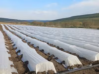 Агроволокно белое укрывное, Agrofibre (Agril) albe de protecția plantelor — 2-сурет