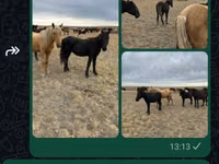 Horse (M), Horses — photo 1