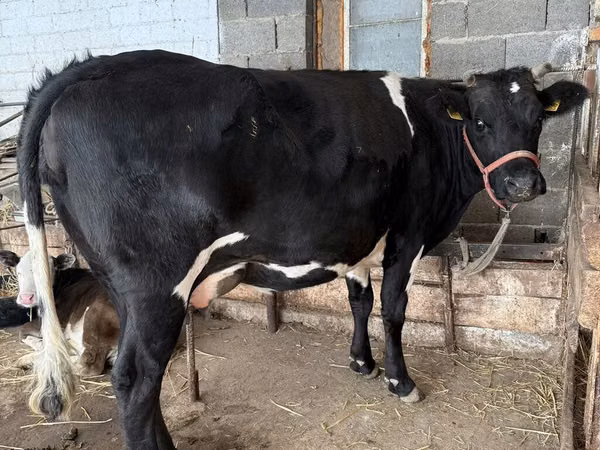 Cow, Holstein breed