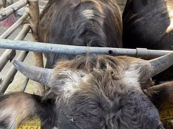 Cow, Cattle — Kyrgyzstan