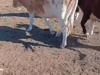گاو ماده, Simmental cattle — عکس 2