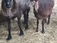 Sheep, Sheep — photo 2
