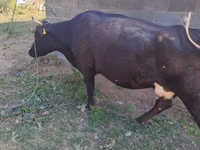 Sapi, Alatau breed — foto 2
