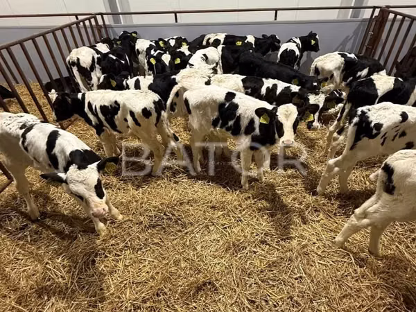 Sapi (batch, jenis kelamin tidak disebutkan), Simmental cattle