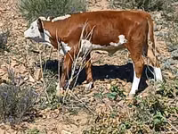 Vaca, Simmental cattle — foto 3