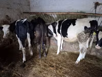 Lembu betina, Simmental cattle — foto 2