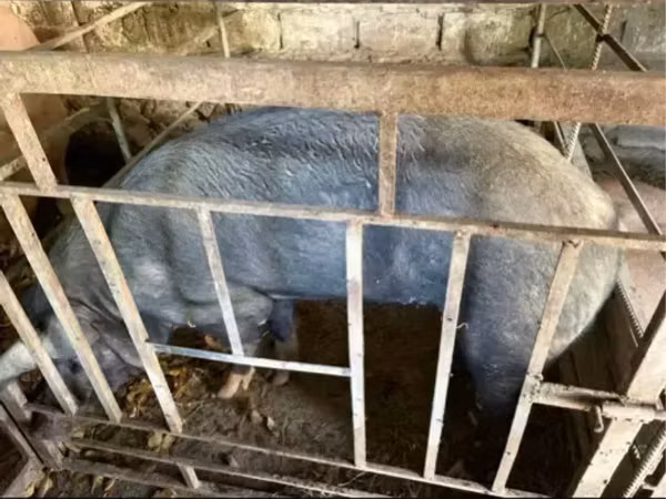 Boar, Pigs — Armenia