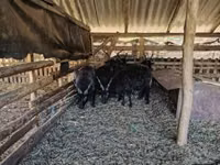 Sheep, Racka sheep — photo 3