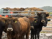 公牛, Cattle — 照片 1