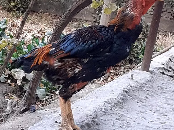 Chickens — ازبکستان