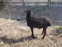 የጎትት አውራ በግ, Sheep — ፎቶ 4