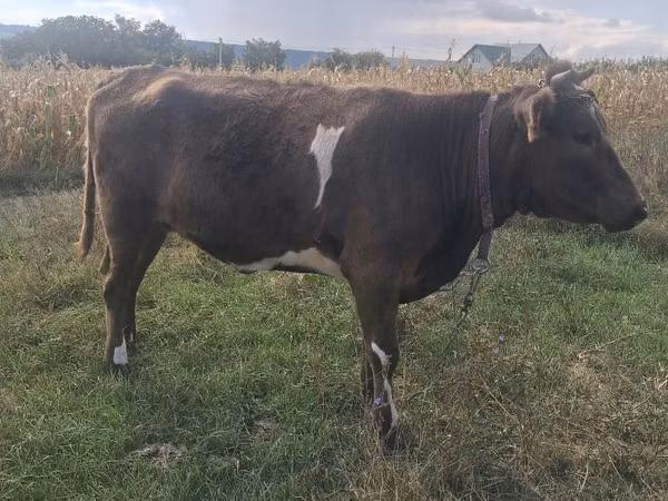Cow, Cattle — Moldova