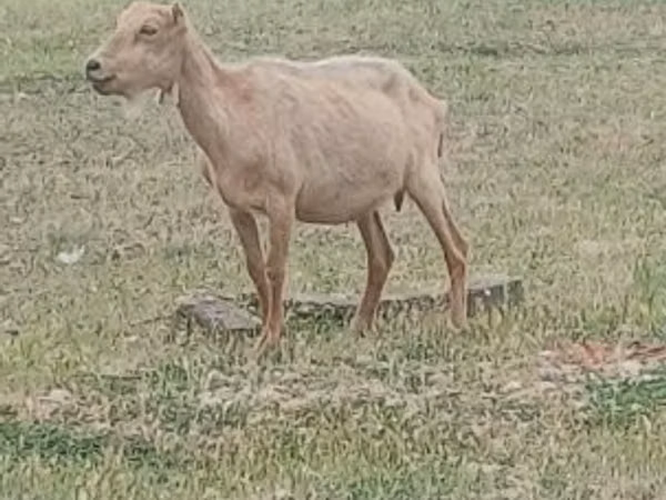 Buk, Alpine goat