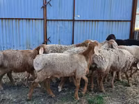 Kambing jantan, Arashan sheep — foto 1