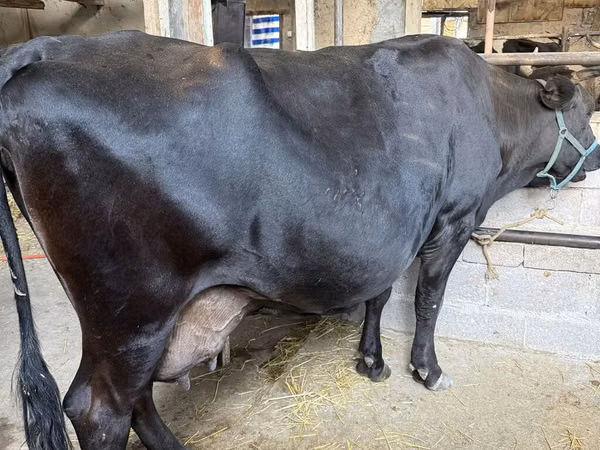 Sapi, Holstein breed