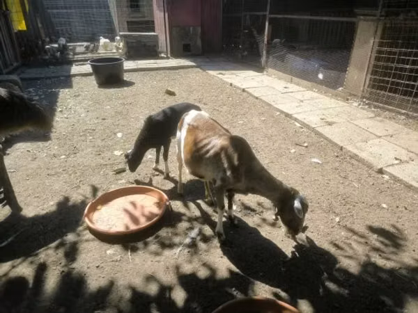 Kambing jantan, Goats — Hungary