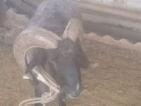 የጎትት አውራ በግ, Sheep — ፎቶ 1