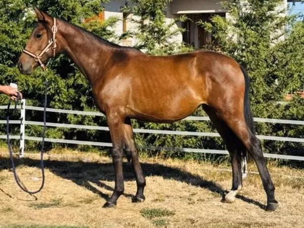 Модиён, Hungarian horse breed — Маҷористон
