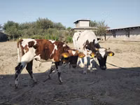 Ng'ombe jike, Simmental cattle — picha 4