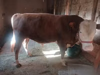Bull, Cattle — photo 3