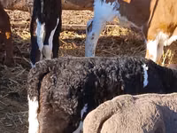 گاو و گوساله (گروه، جنسیت مشخص نشده), Simmental cattle — عکس 3
