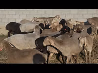Sheep, Arashan sheep — photo 4