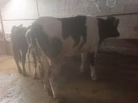 ላም, Russian Black pied cattle — ፎቶ 4