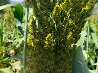 Fodder Mabrouk Sudan Grass — फ़ोटो 2