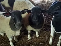Ovan, Dorper sheep — fotografija 2