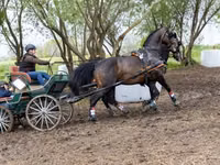 Cavallo, Nonius horse — foto 8