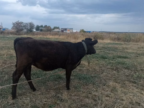 Vaca, Bovinos