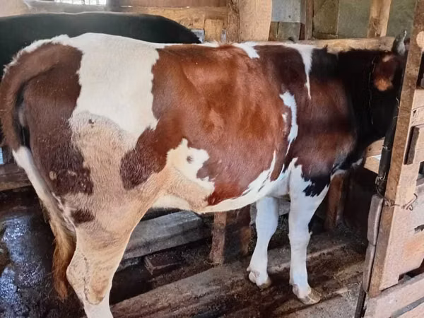 Cow, Ayrshire — Kazakhstan