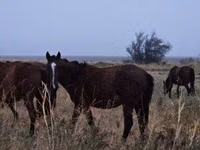 घोड़ा, Kazakh horse — फ़ोटो 1