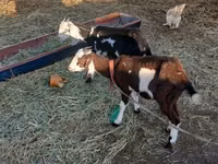 Koza, Beetal goats — foto 6