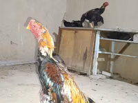 Chickens — photo 2