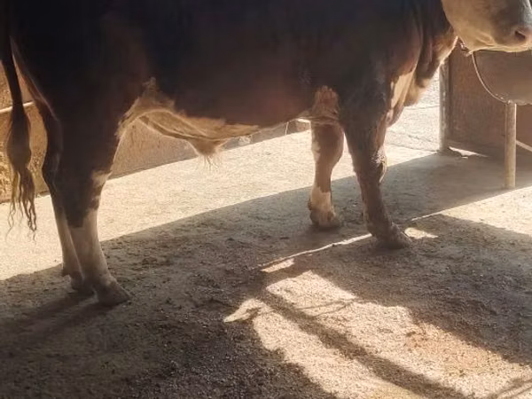 Bull, Cattle — Kazakhstan